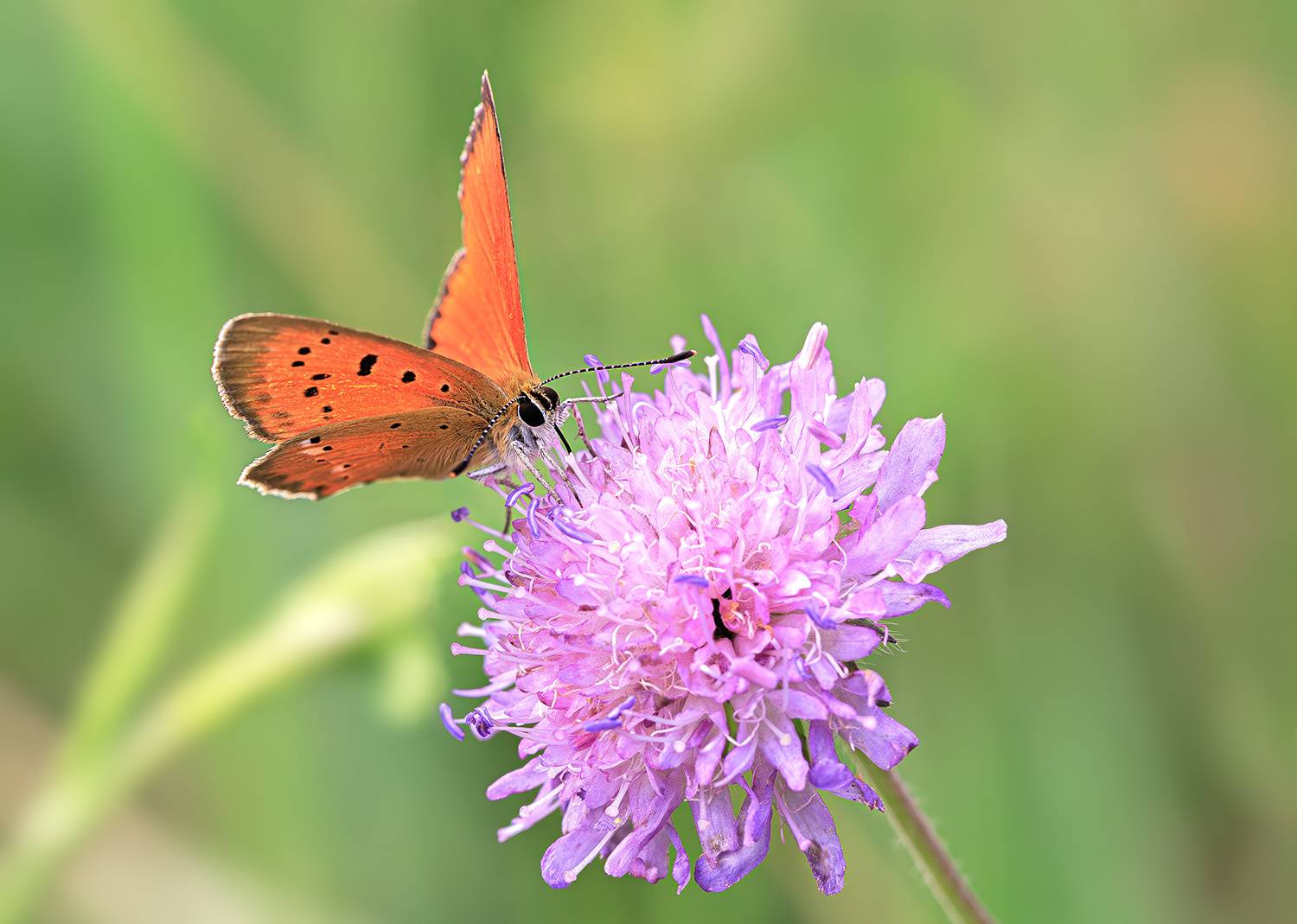 насекомые, бабочка, голубянка, червонец, огненный,  лето, июль, Борис Новиков