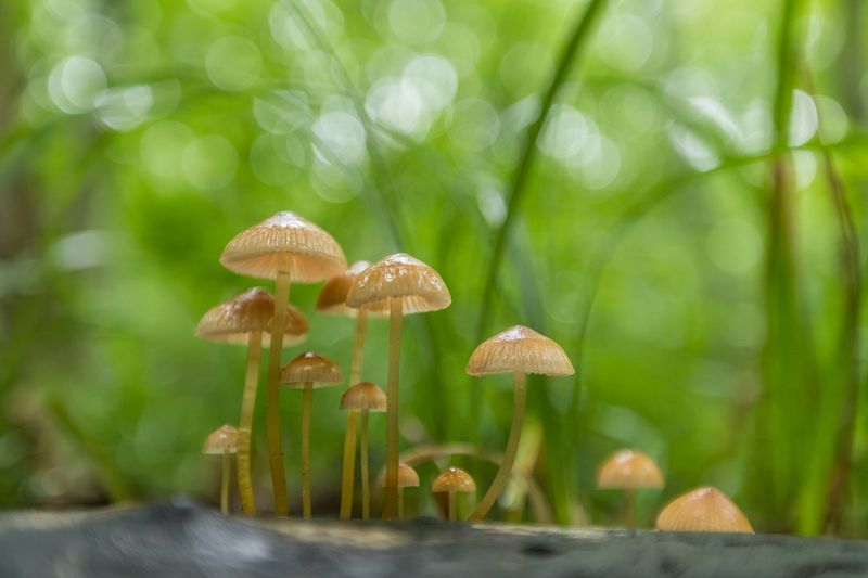 Грибная семейка фото превью