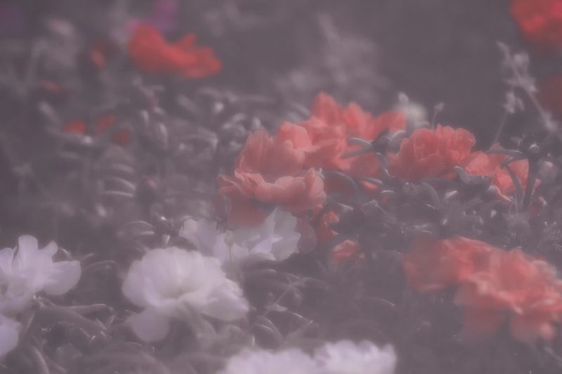 цветы Мутная клумба фото превью