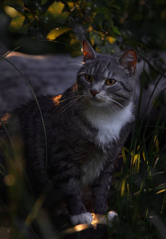 *** фото превью