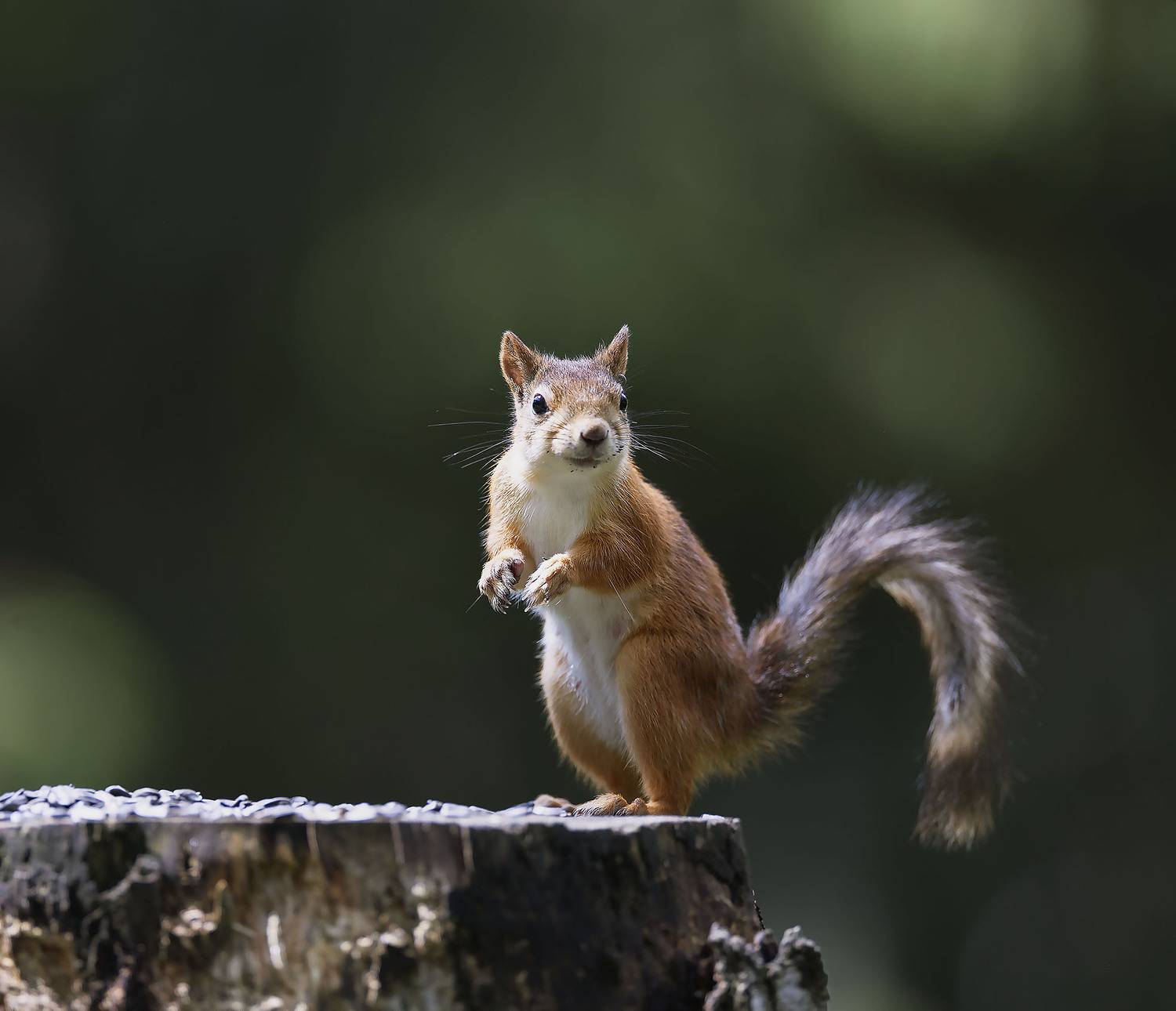 белка,лес,природа, squirrel, beautiful, forest, nature, Стукалова Юлия