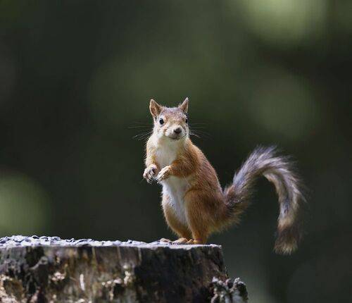 Лесной дозор