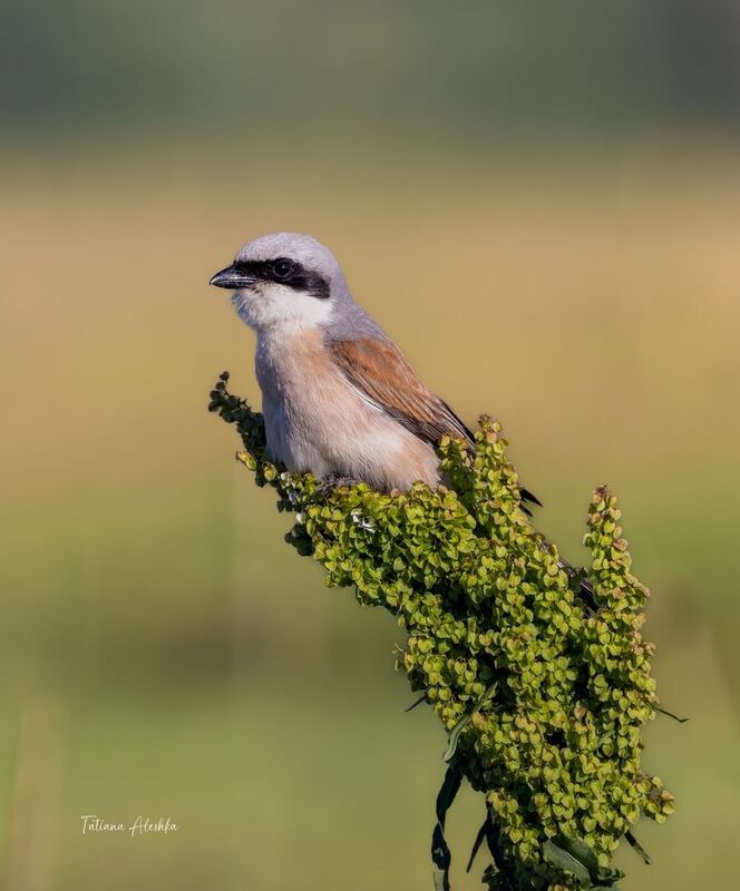 птицы Жулан обыкновенный фото превью