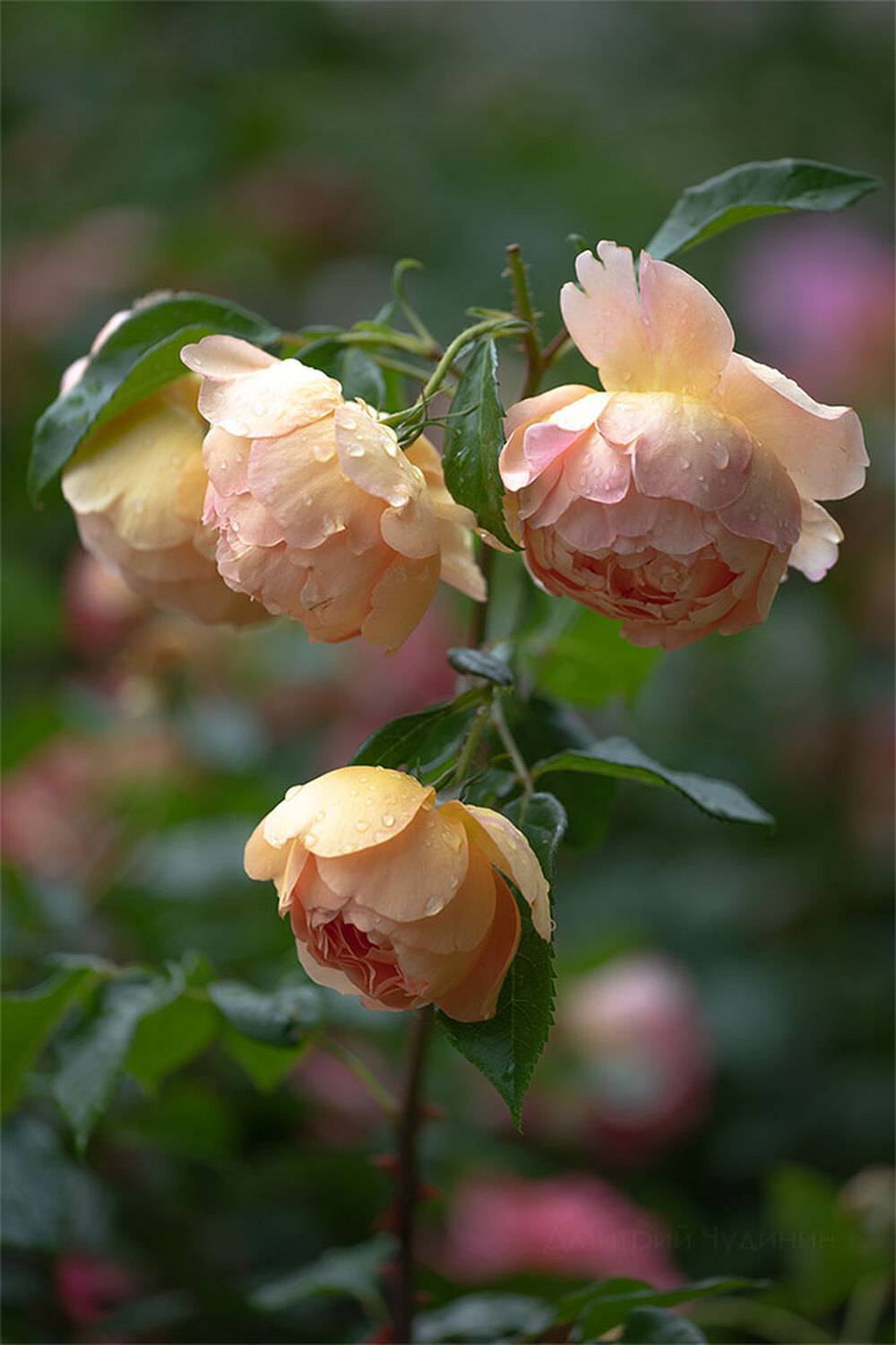 , Чудинин Дмитрий