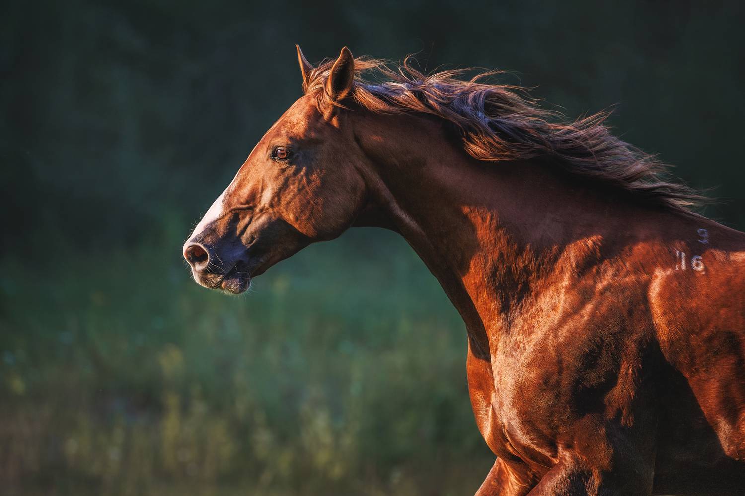 , Яна Нарбутович