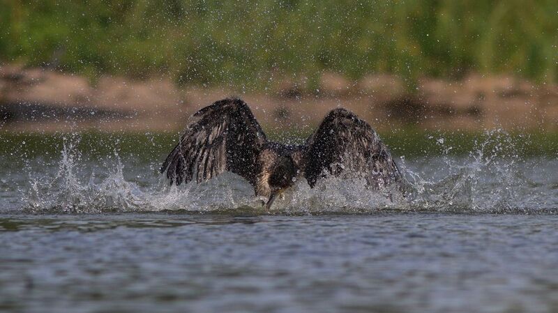 большой баклан, баклан, phalacrocorax carbo, great cormorant, cormorant, куршский залив, куршская коса Водные процедуры фото превью