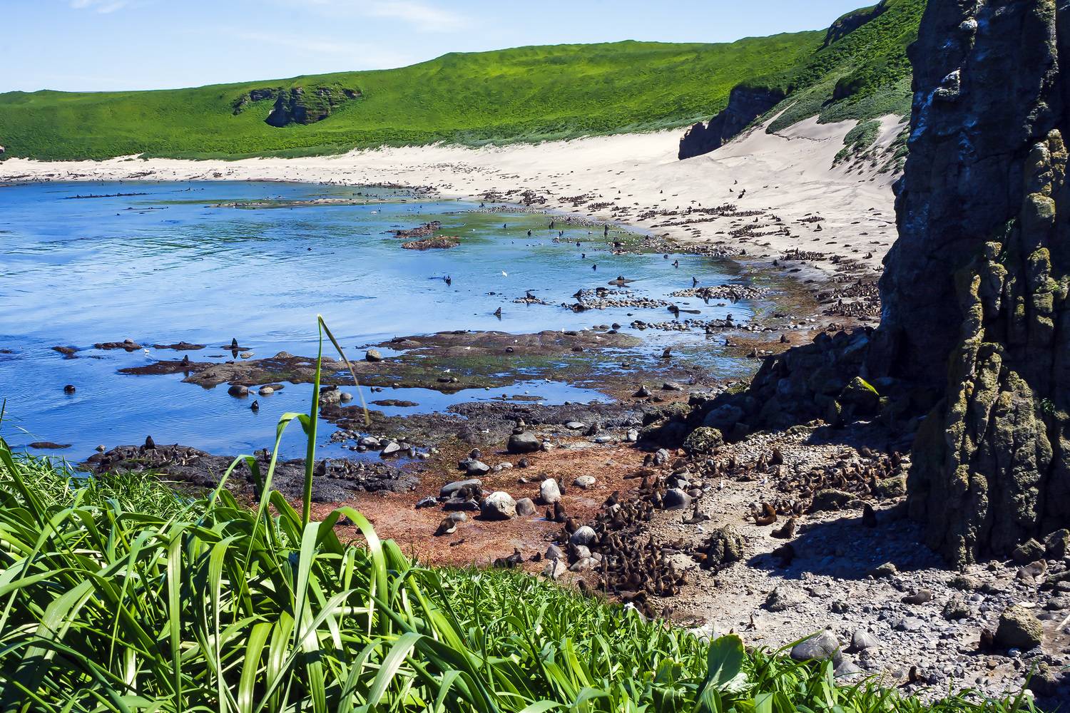 лежбище, морские млекопитающие, северные морские котики, остров беринга, Уткин Дмитрий