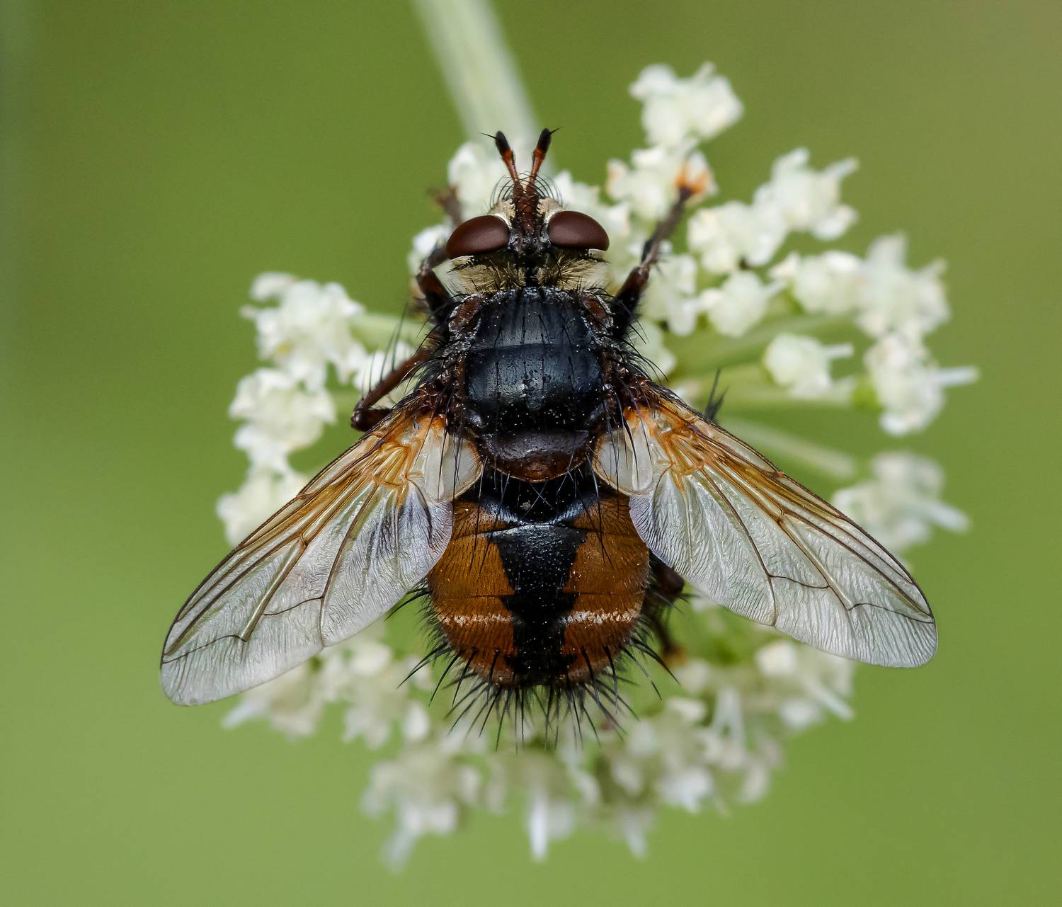 , Лапин Сергей