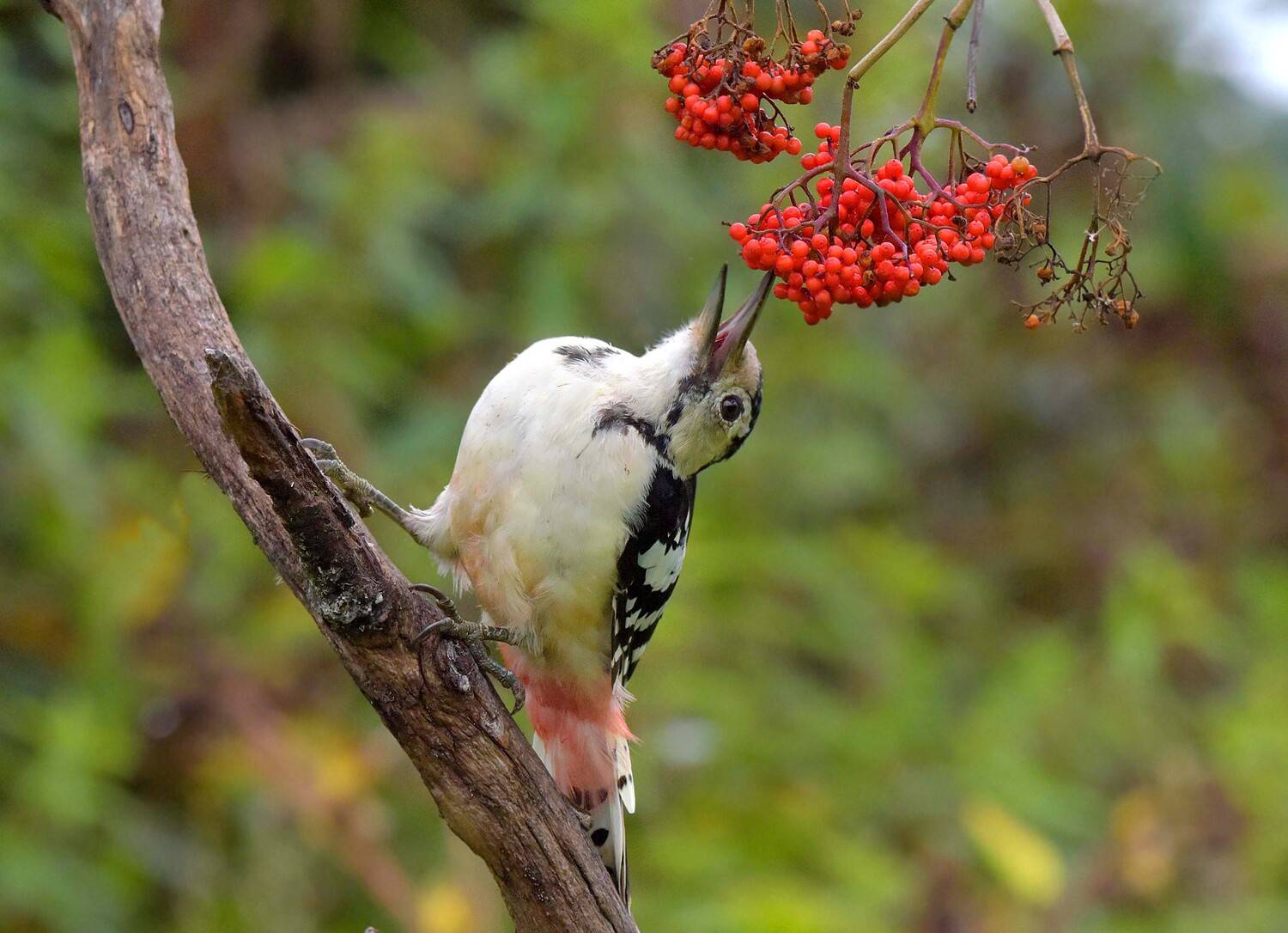 , Белоусов Михаил