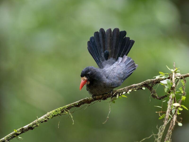 White-fronted Nunbird фото превью