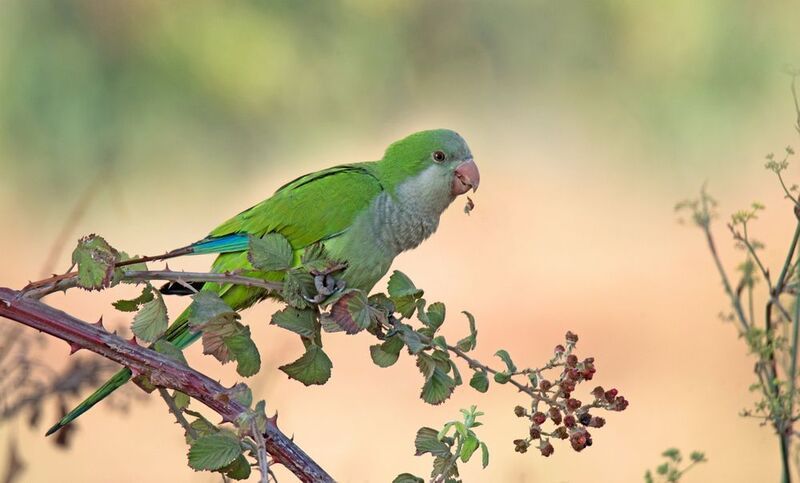 *** фото превью