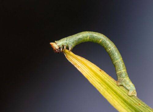 Biston betularia (1 of 2)