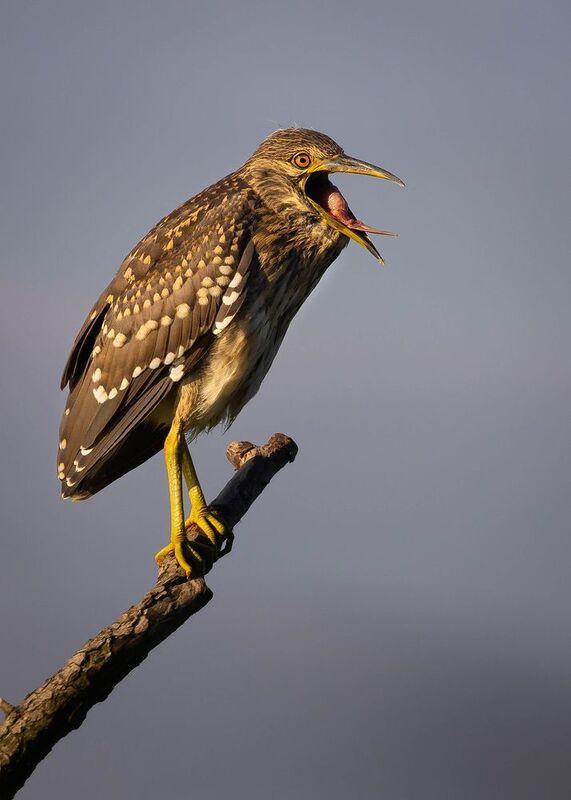 Кваква фото превью