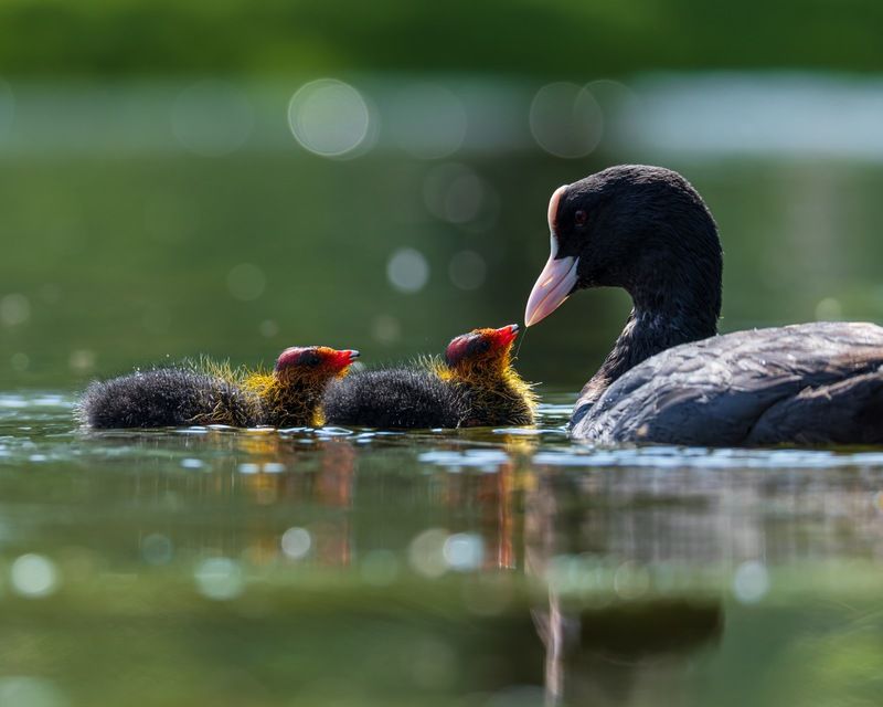 птицы, лысуха, птенец, лысенок  фото превью