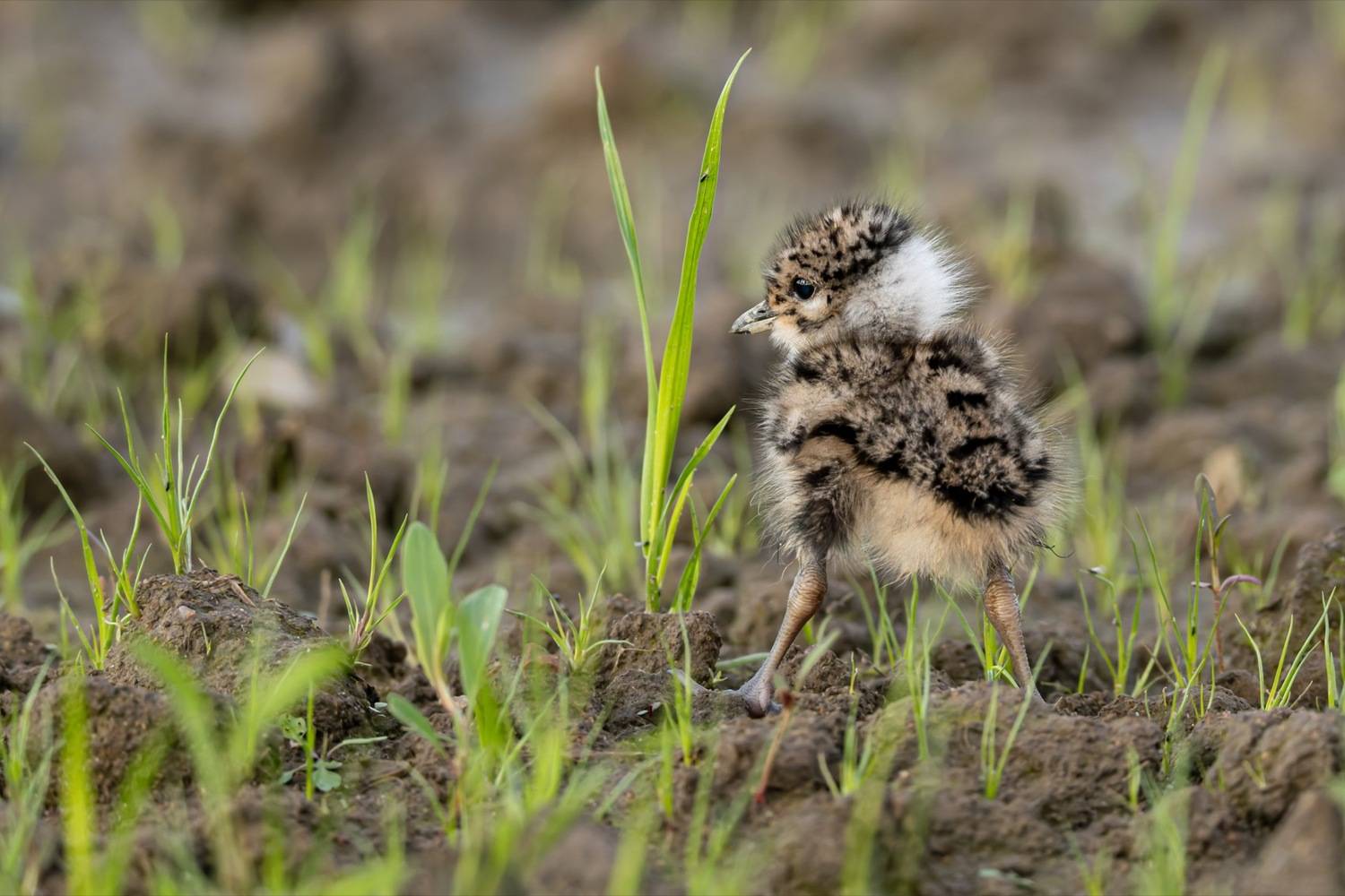 чибисенок, чибис, птицы, птенец, Руслан Pl