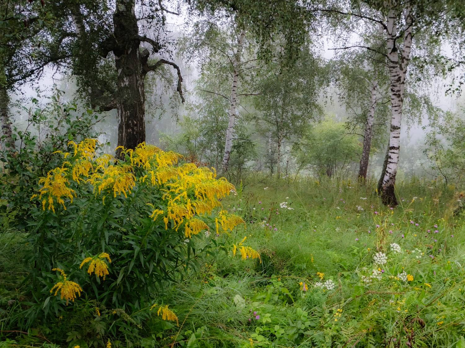 , Кондрашова Светлана
