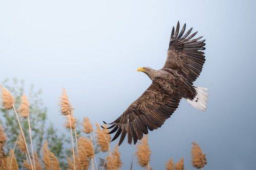 Орлан-белохвост