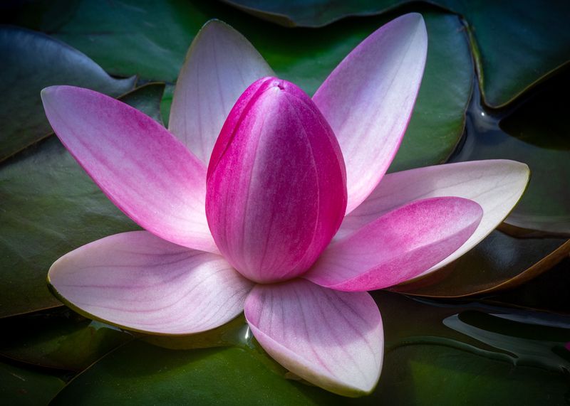 Из бутона в цветок. фото превью