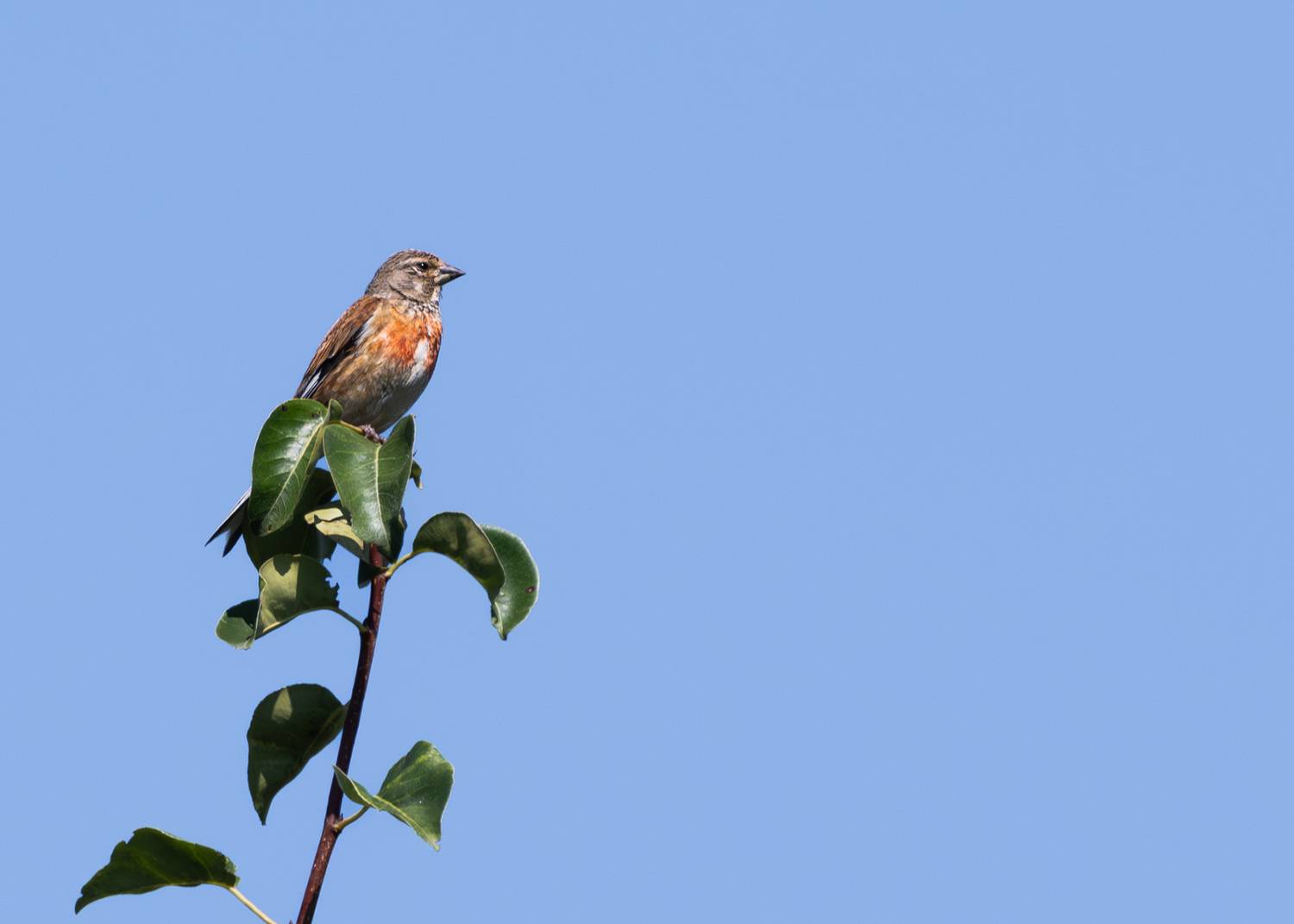 , Молодкин Дмитрий