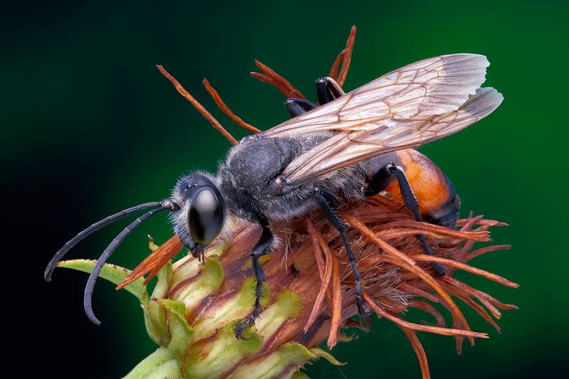 Аммофила (Ammophila) фото превью