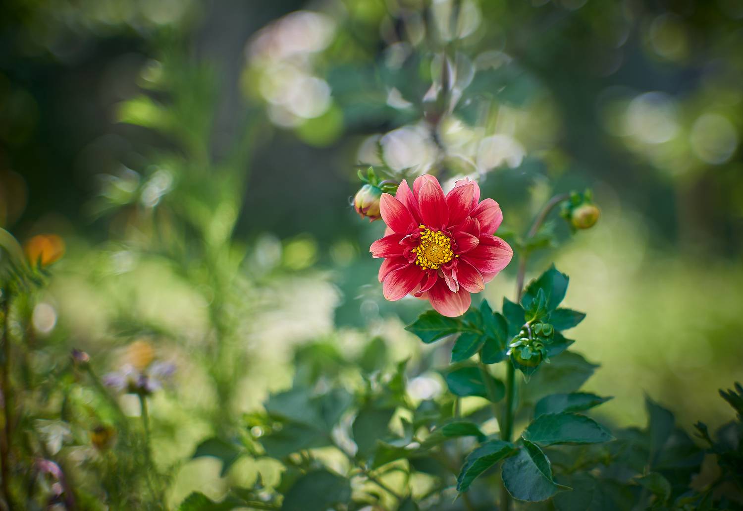 юпитер-9, Vlad