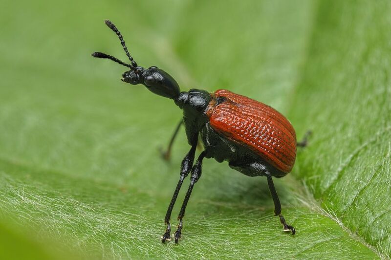 (Apoderus coryli)  фото превью