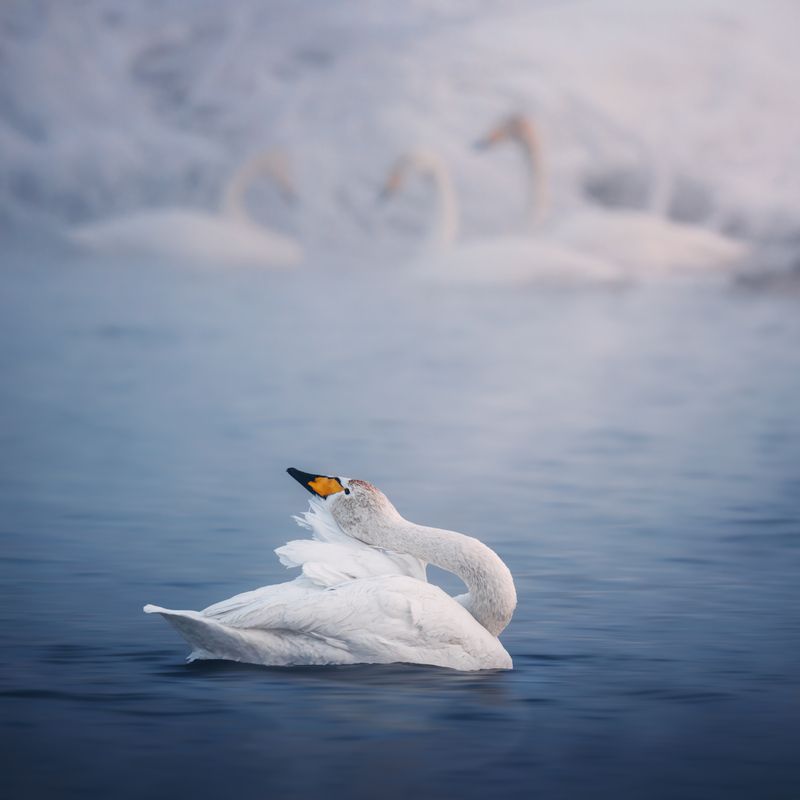 nature, swan, animal, water, beak, outdoors, blue, feather, pond, snow, winter, лебедь, зима, озеро, алтай, птицы Думы лебединые фото превью