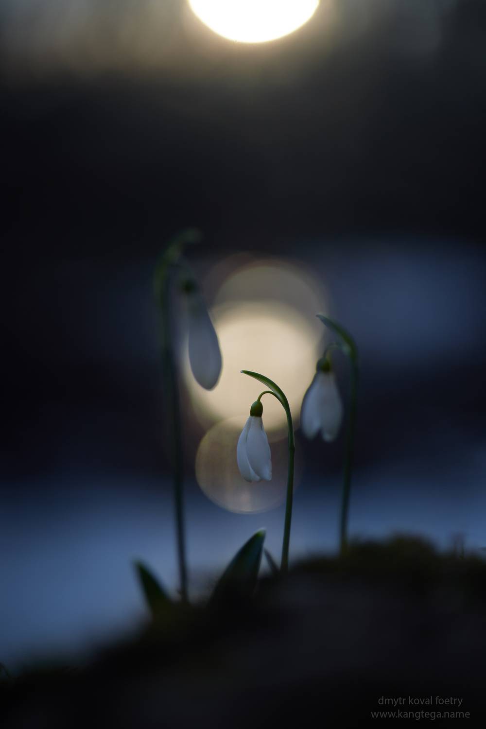 пейзажемагьё, пейзаж-как-виденье, Коваль Дмитр