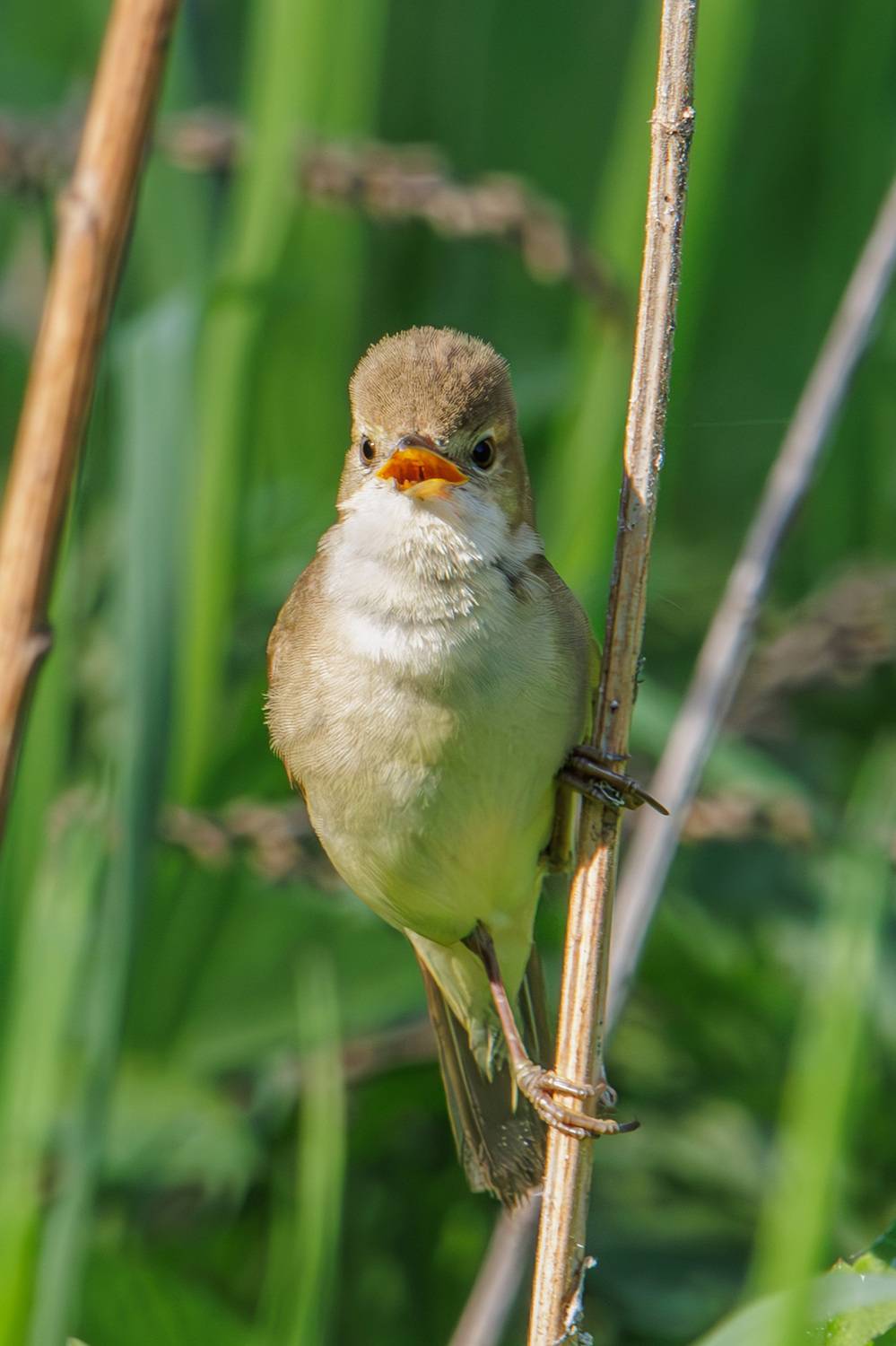 болотная камышевка, Морозов Сергей