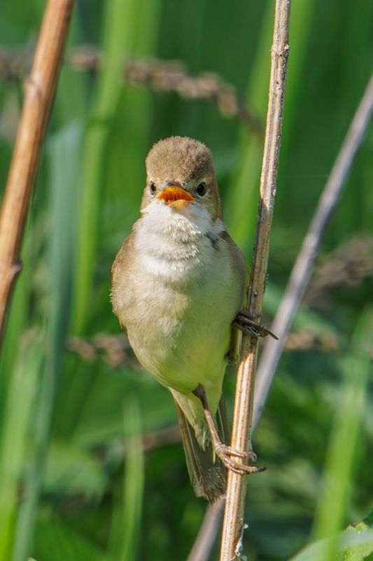 болотная камышевка Болотная камышевка фото превью