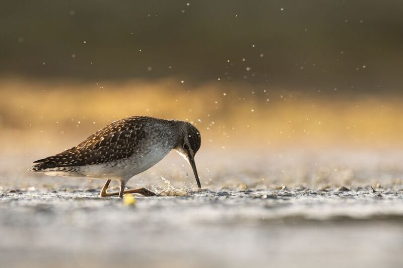 фифи, кулик, птица, природа, жизнь птиц, фауна Фифи в поисках еды фото превью