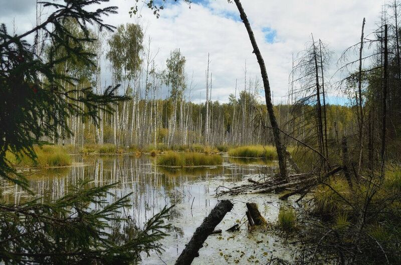На болотах.....Ивановская область.... фото превью