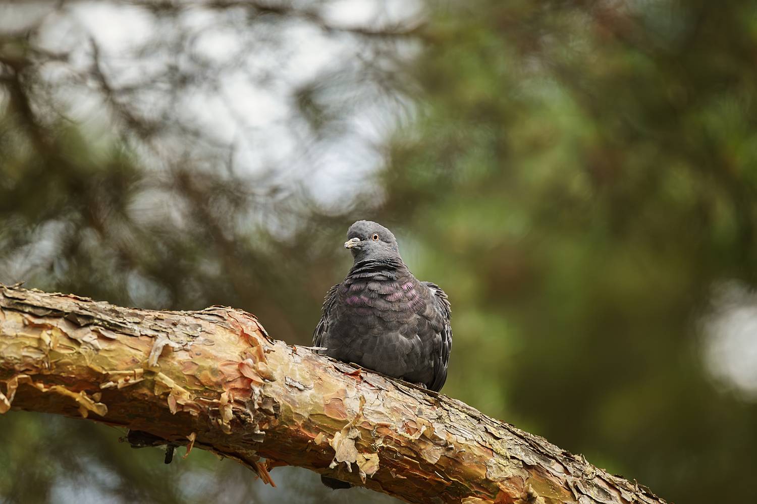 , Корнеев Алексей