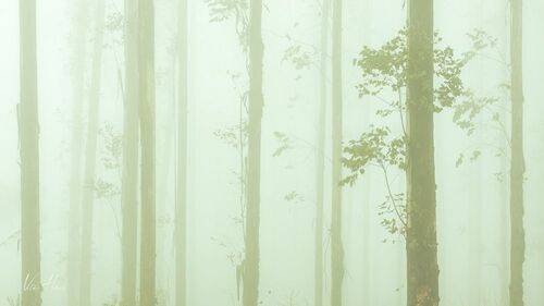 Calm morning