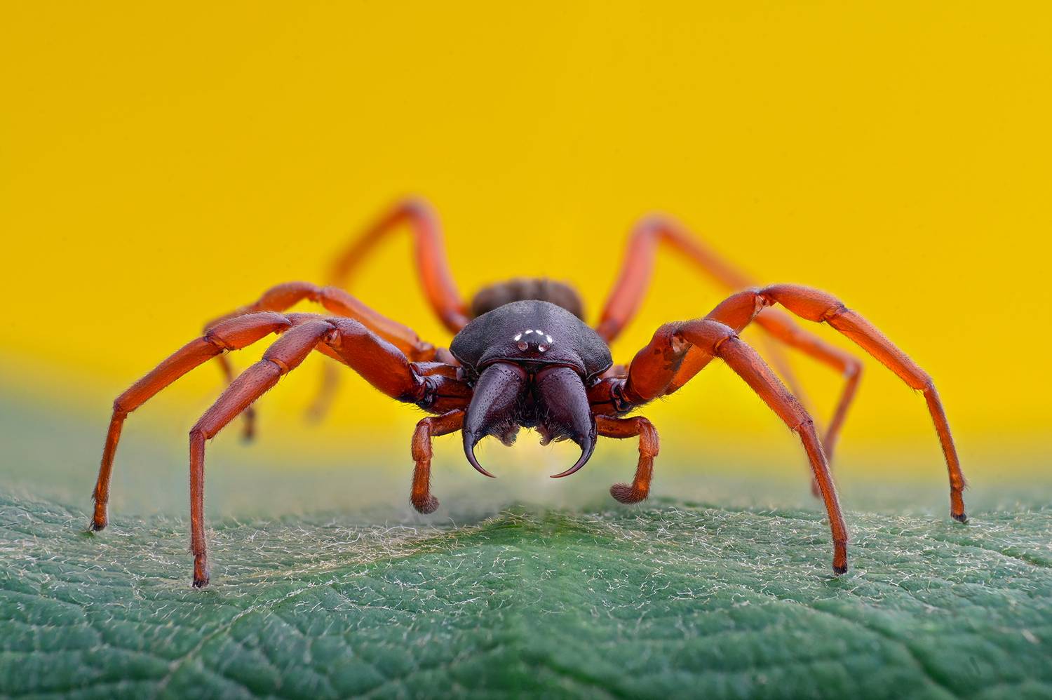 ceclii, macro, Ganev Tsvetan