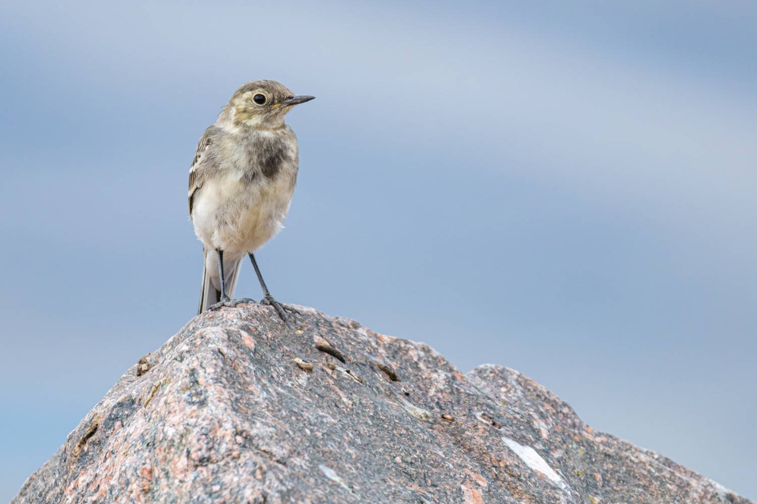 птенец, трясогузка, птицы, белая трясогузка, Руслан Pl