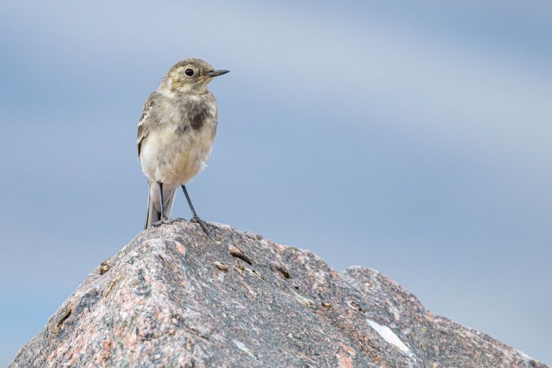 птенец, трясогузка, птицы, белая трясогузка Желторотик фото превью