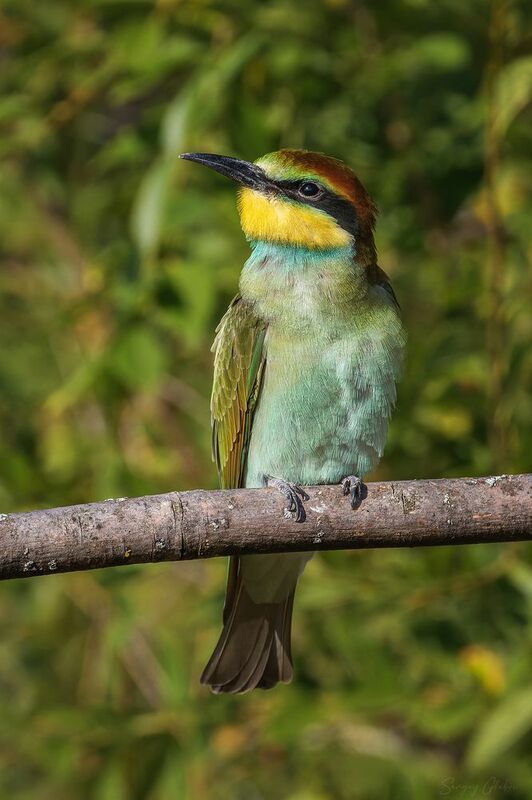щурка, птицы, пернатые Мечтатель фото превью