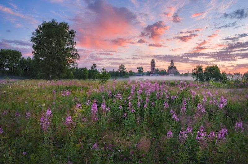Утро на поле с Иван-чаем фото превью