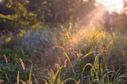 С ароматом летних трав