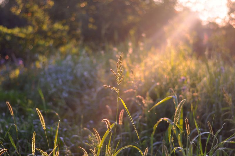 природа, лето, травы, утро, лучи, солнце  С ароматом летних трав фото превью