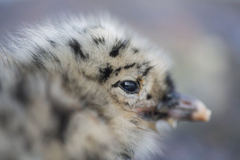 птенец, чайка, сизая чайка, птица, природа, фауна Грезы о будущем фото превью