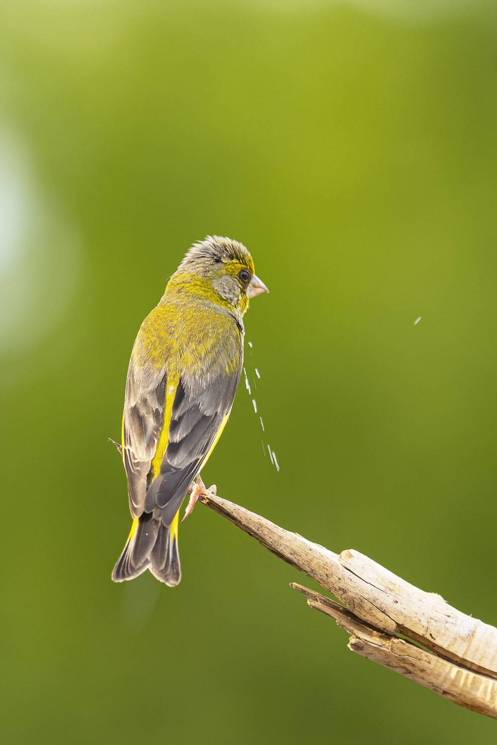 природа, Валерий Черняк