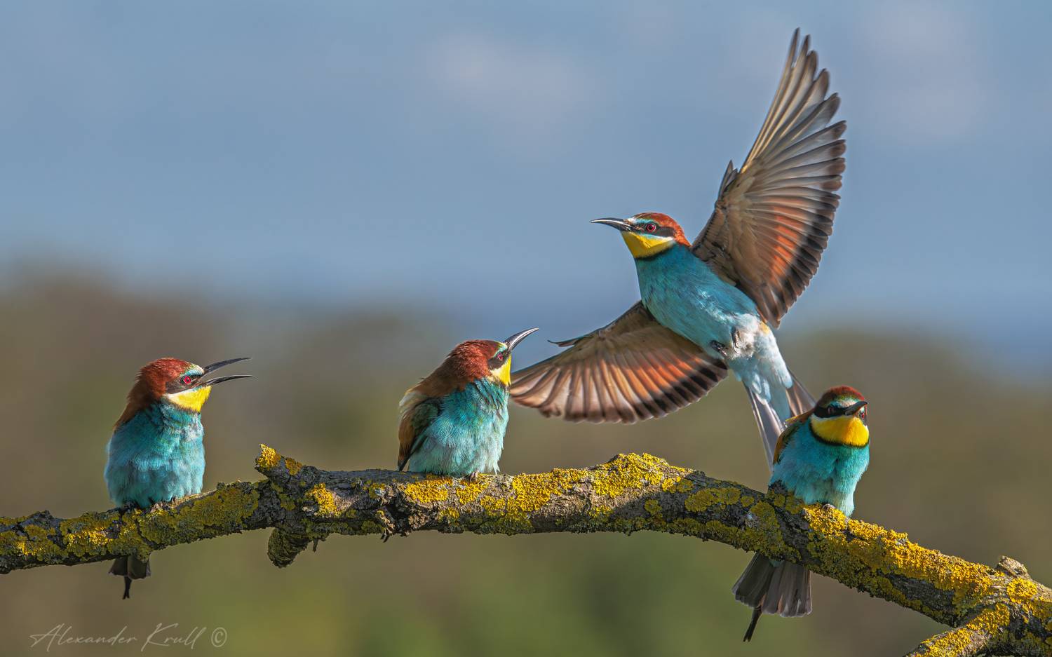щурка, золотистая щурка, пчелоедка, merop apiaster, Круль Александр