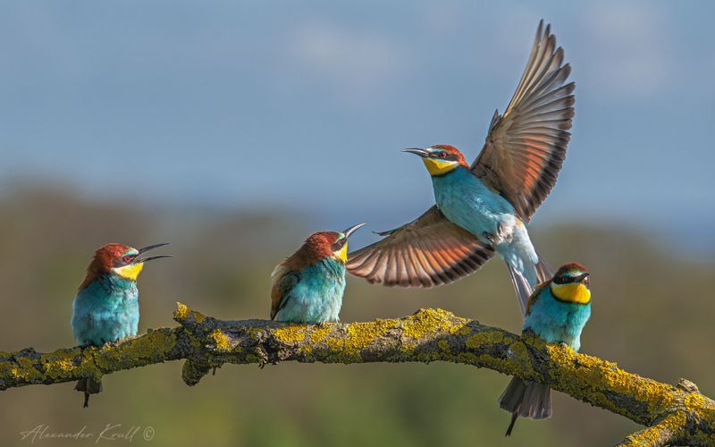 щурка, золотистая щурка, пчелоедка, merop apiaster Мест нет! фото превью