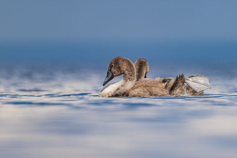 шипун, лебедь, лебедь шипун, лебедь-шипун, финский залив  фото превью