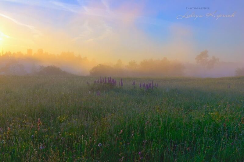 лето, природа, утро, туман, люпин,  роса,  трава, summer, nature, morning, fog, spider web, grass, летнее утро, туман фото превью