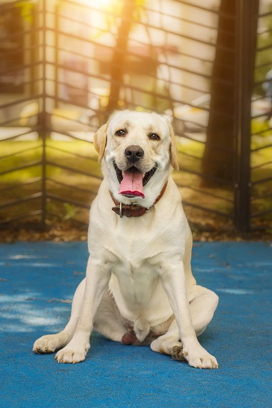 Алькор фото превью