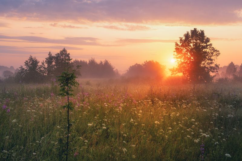 Июльский рассвет над лугом фото превью