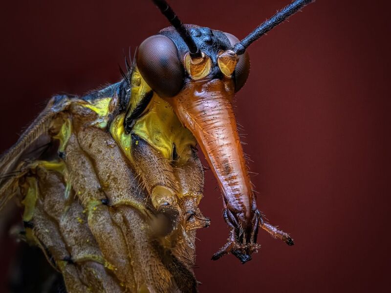 Скорпионница. фото превью